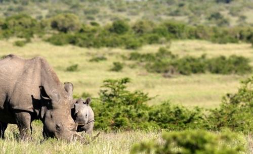 Rhino
