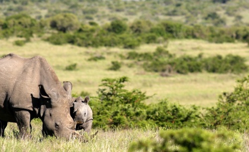 Rhino